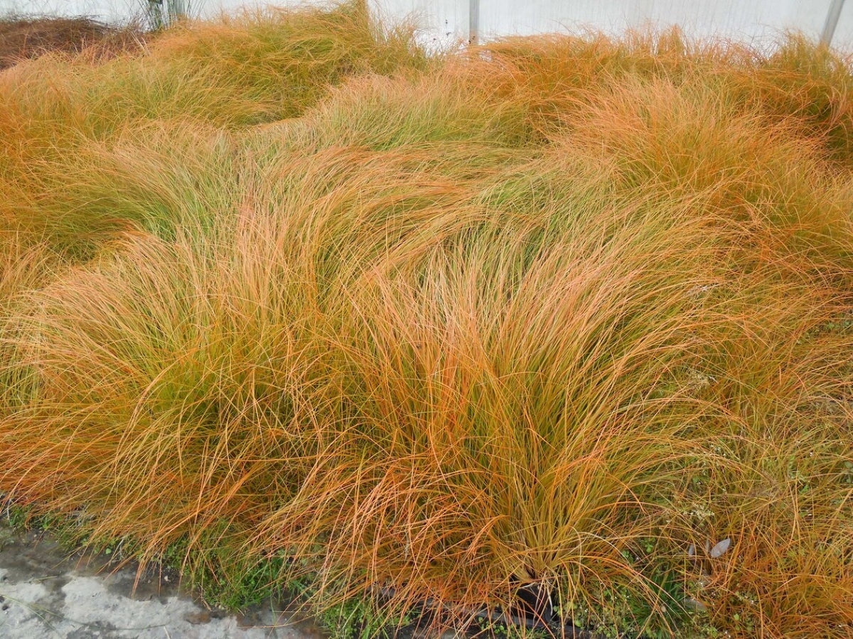 A cluster of bronze colored sedges.