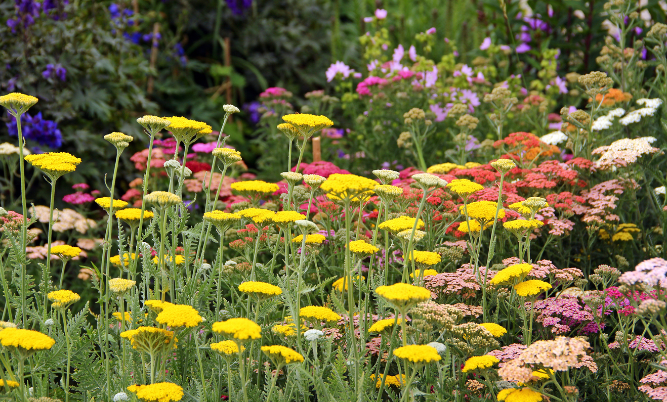 colorful yarrow flowers in garden