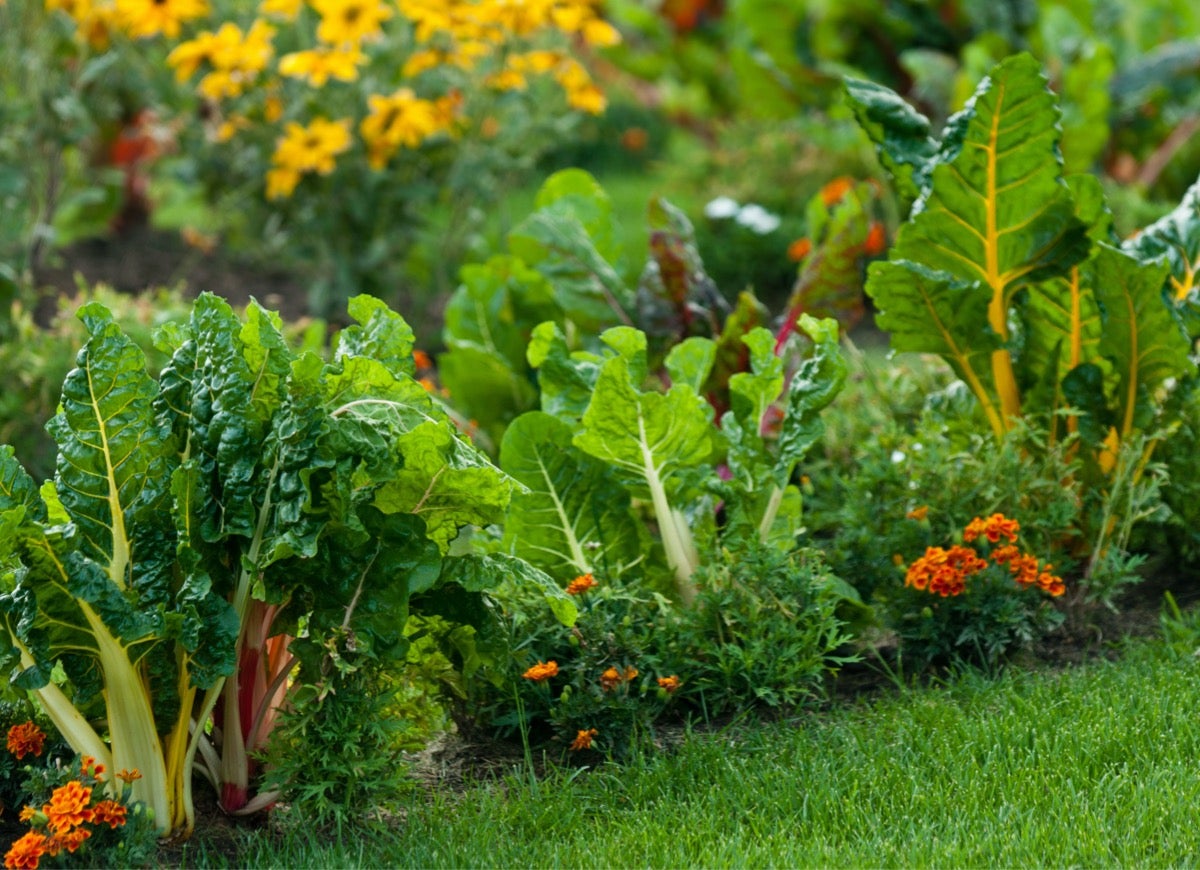 10 conseils pour transformer votre jardin en un incroyable paysage comestible