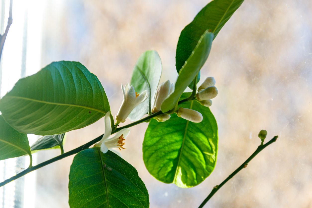 How to grow lemon trees indoors