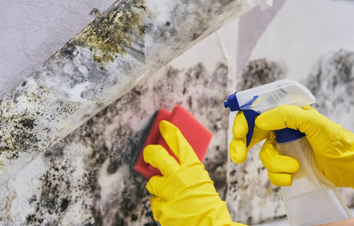 A person's hands with yellow rubber gloves cleaning mold off a wall with a spray bottle and a sponge.