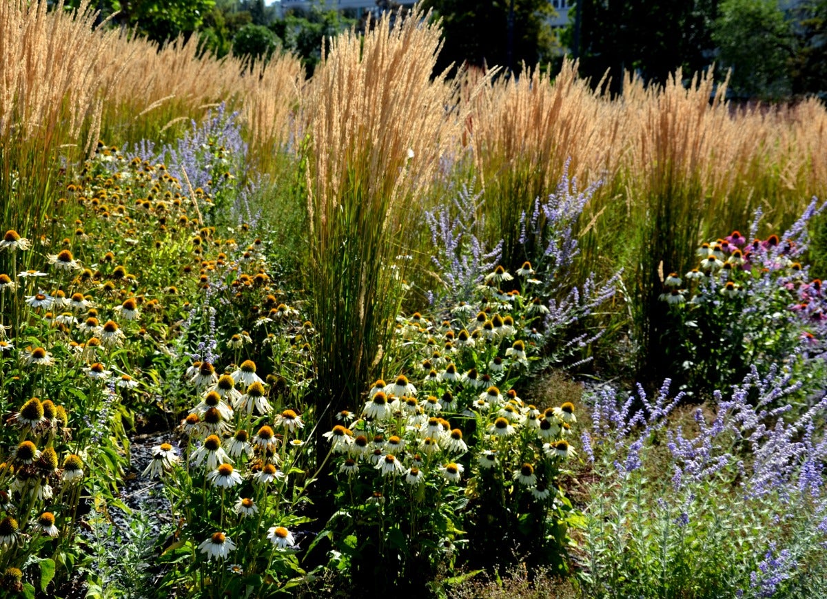 10 Ways Your Backyard Garden Can Combat Climate Change