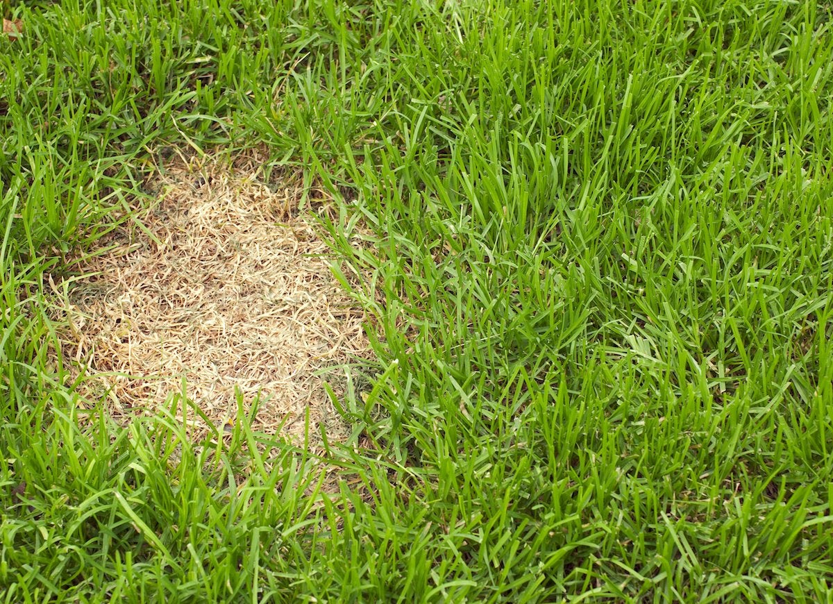 7 Things Your Lawn May Be Trying to Tell You