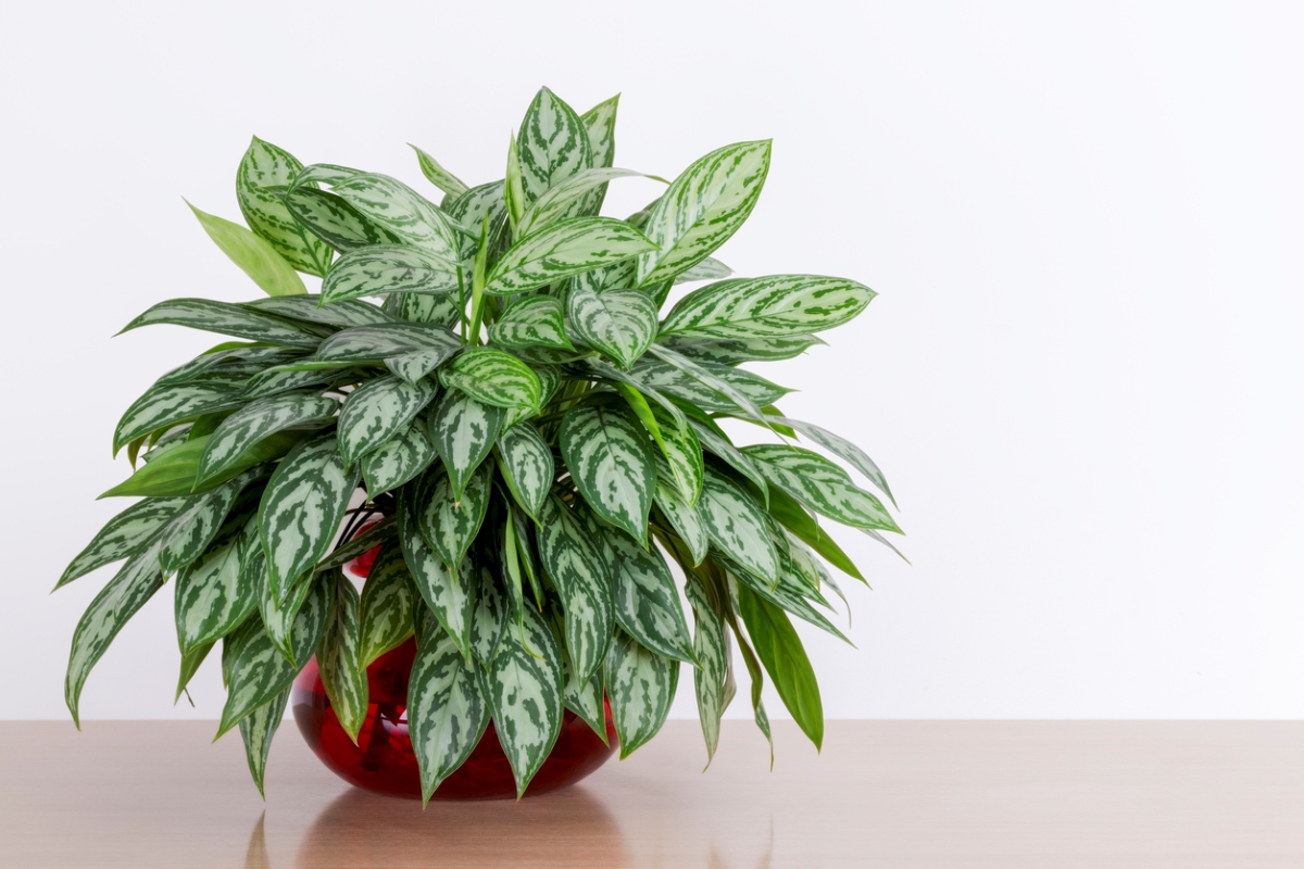 Large leafy plant in vase