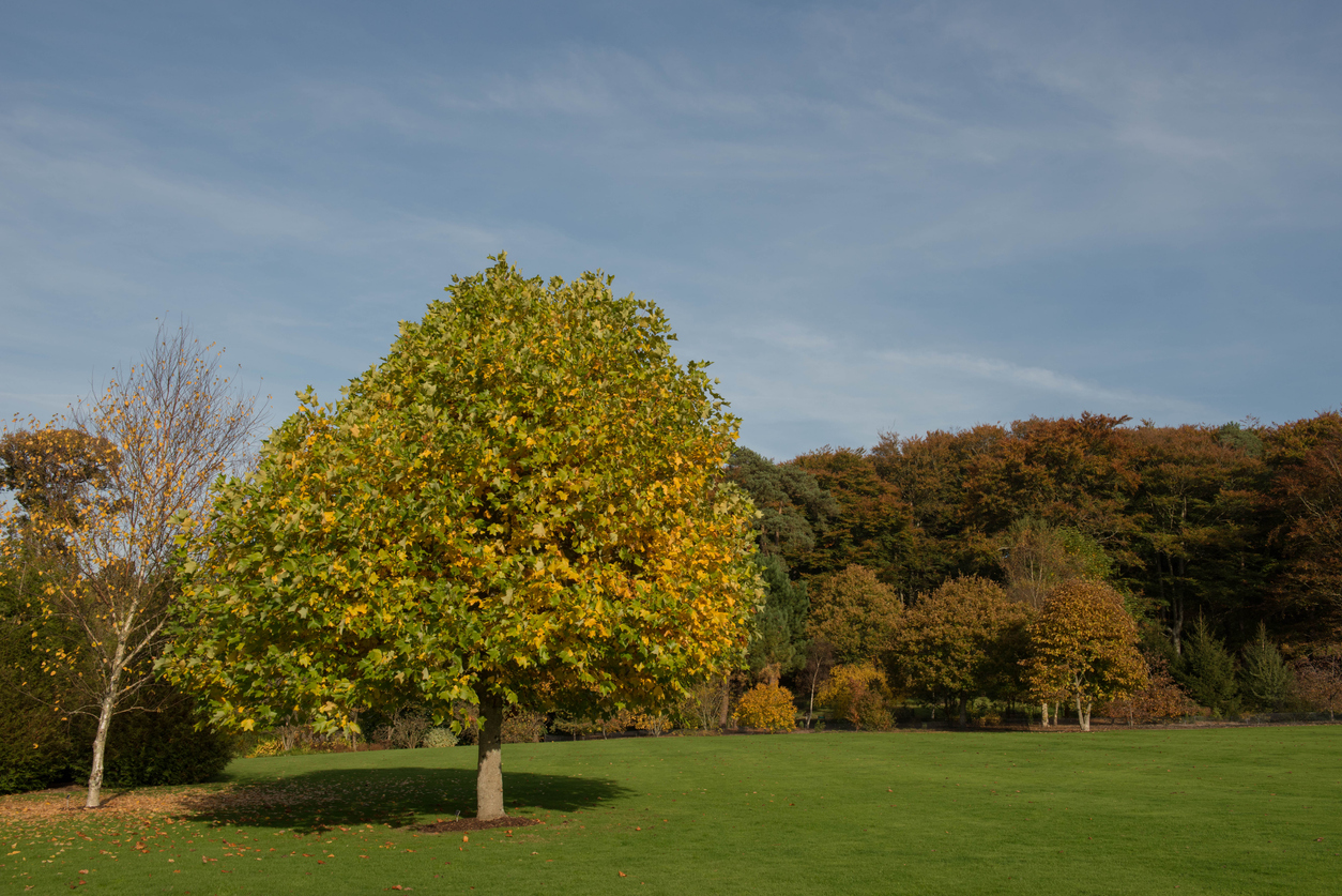 Liriodendron Tulipifera is a Deciduous Tree Native to North America