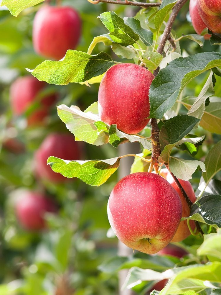 12 astuces peu connues pour réussir votre potager de cette année