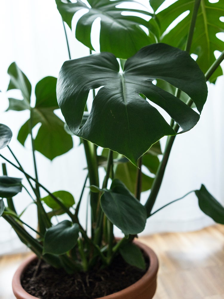 10 Low-Maintenance Houseplants to Keep Indoor Air Fresh