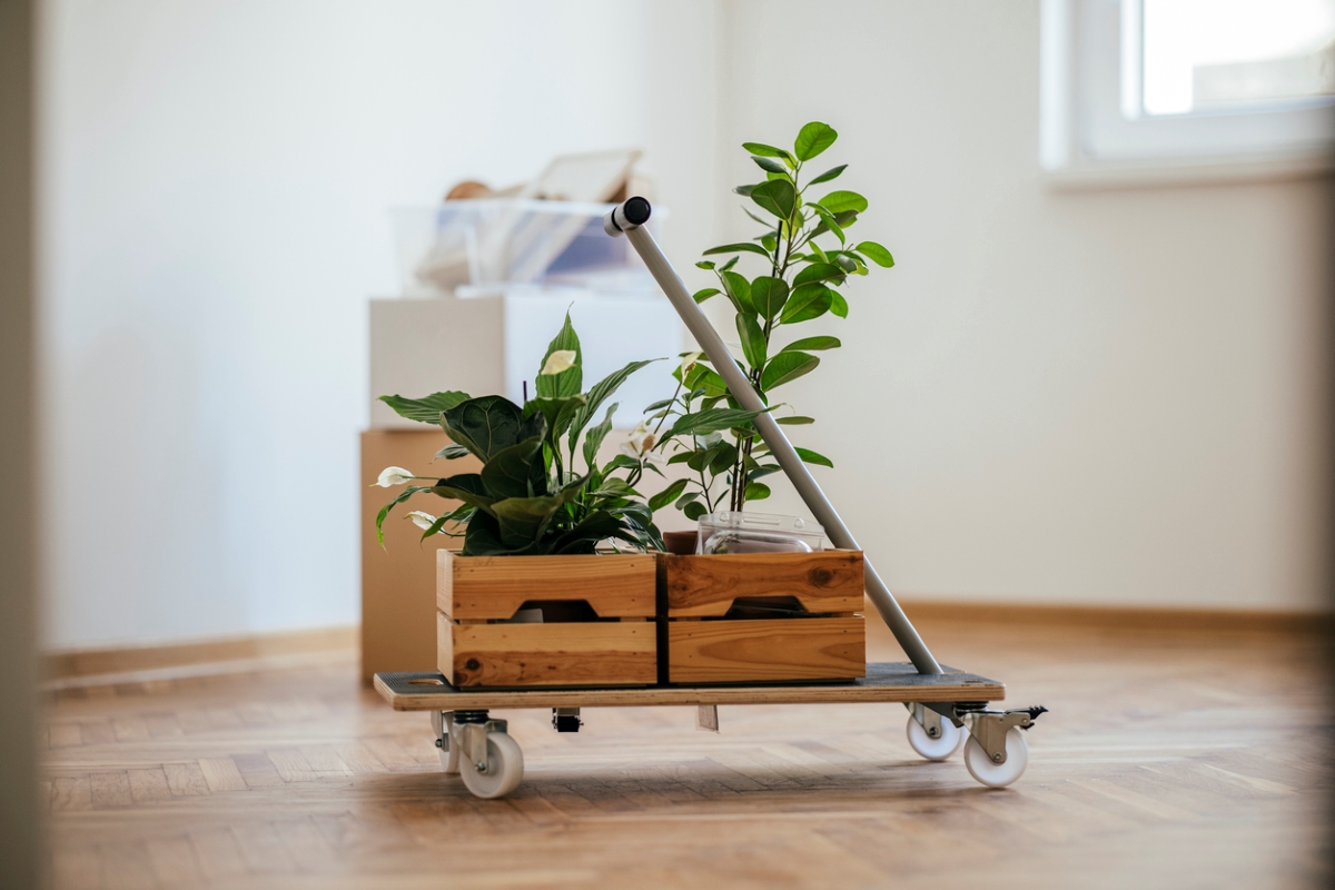 Plantes sur chariot de déménagement.