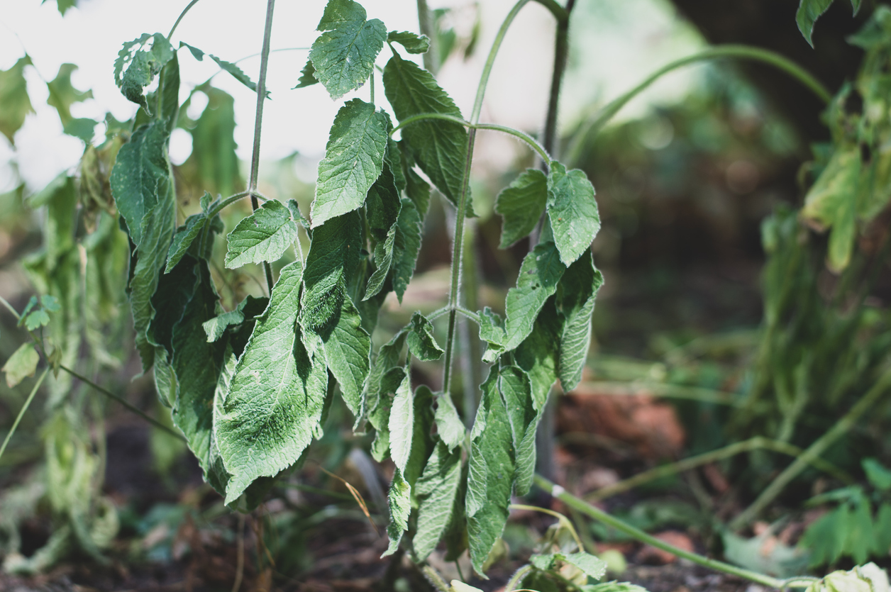 Les plantes de jardin fanent sous l'effet de la chaleur