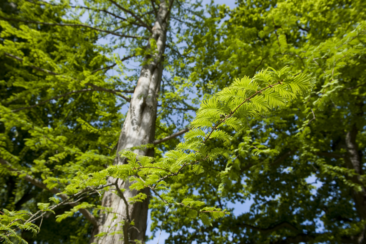 arbres d'ombrage à croissance rapide séquoia grand tronc avec branches feuilles