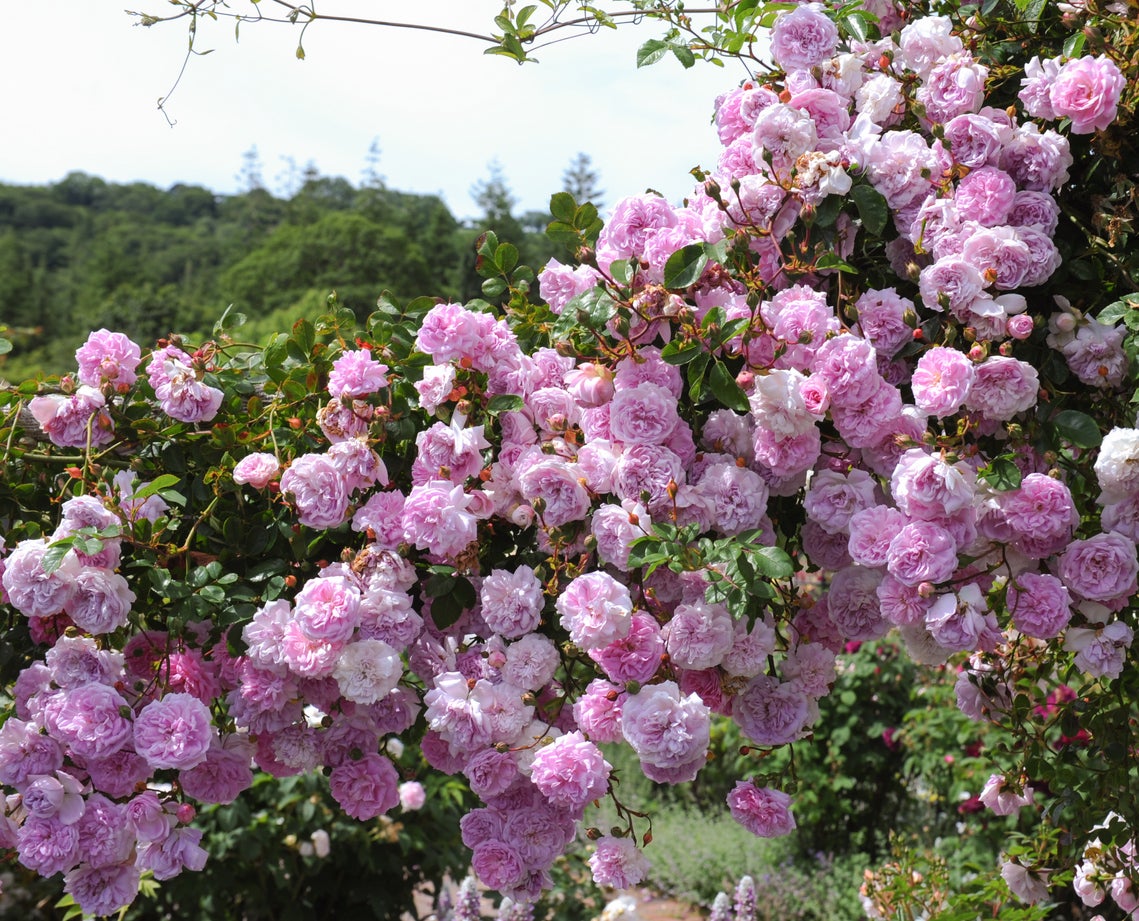 11 Florals That Will Give Your Garden an English Cottage Feel