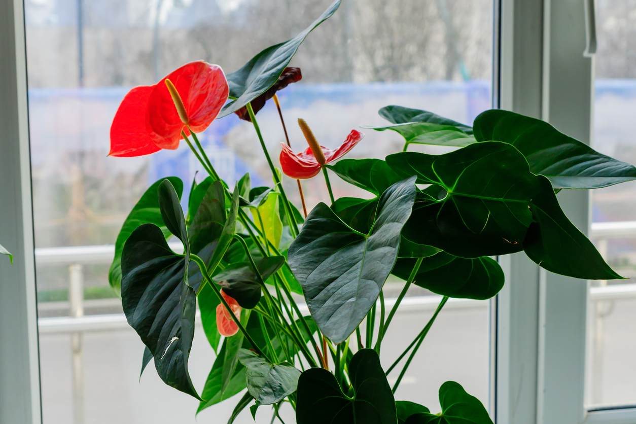 anthurium care