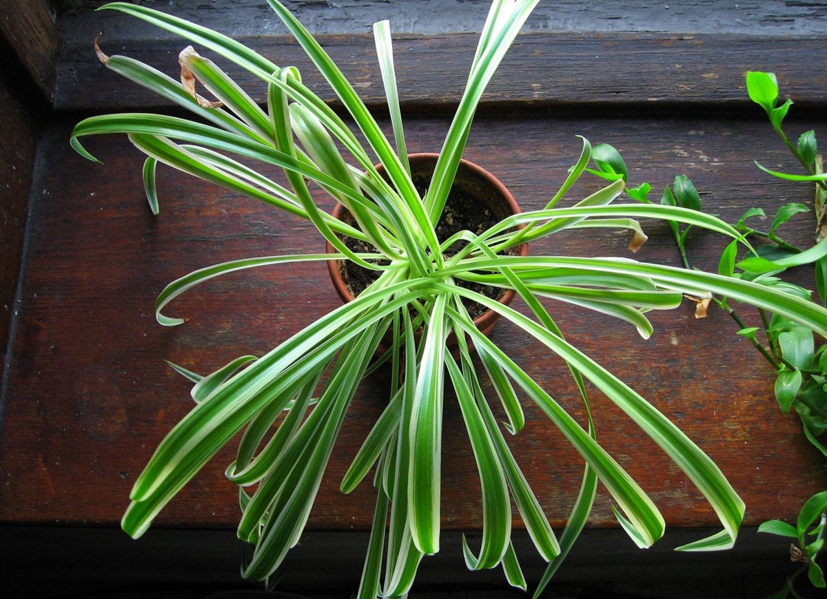 11 Reasons Your Houseplants Are Dying