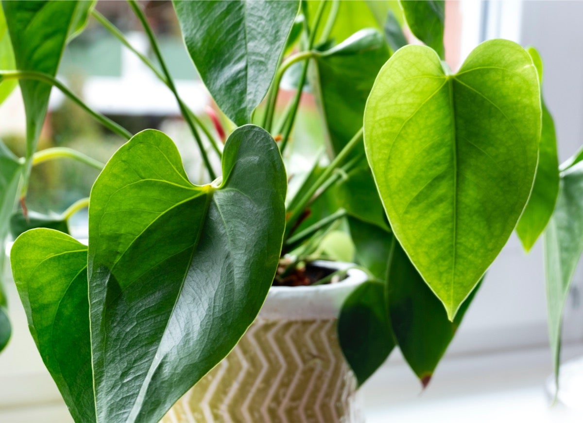 These 11 Plants May Help Keep Your House Cool