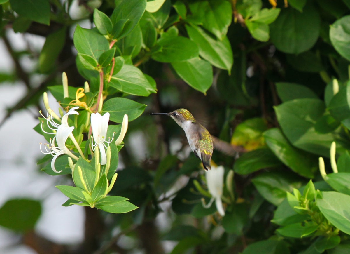 14 Plants, Shrubs, and Trees That Can Help You Sell Your House