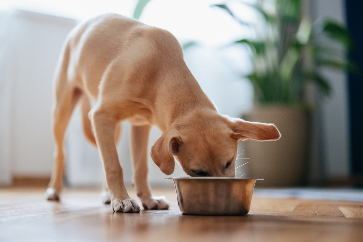 Cute yellow puppy eating its food from a metal bowl at home.