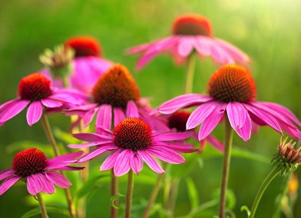 10 Foolproof Flowers Anyone Can Grow