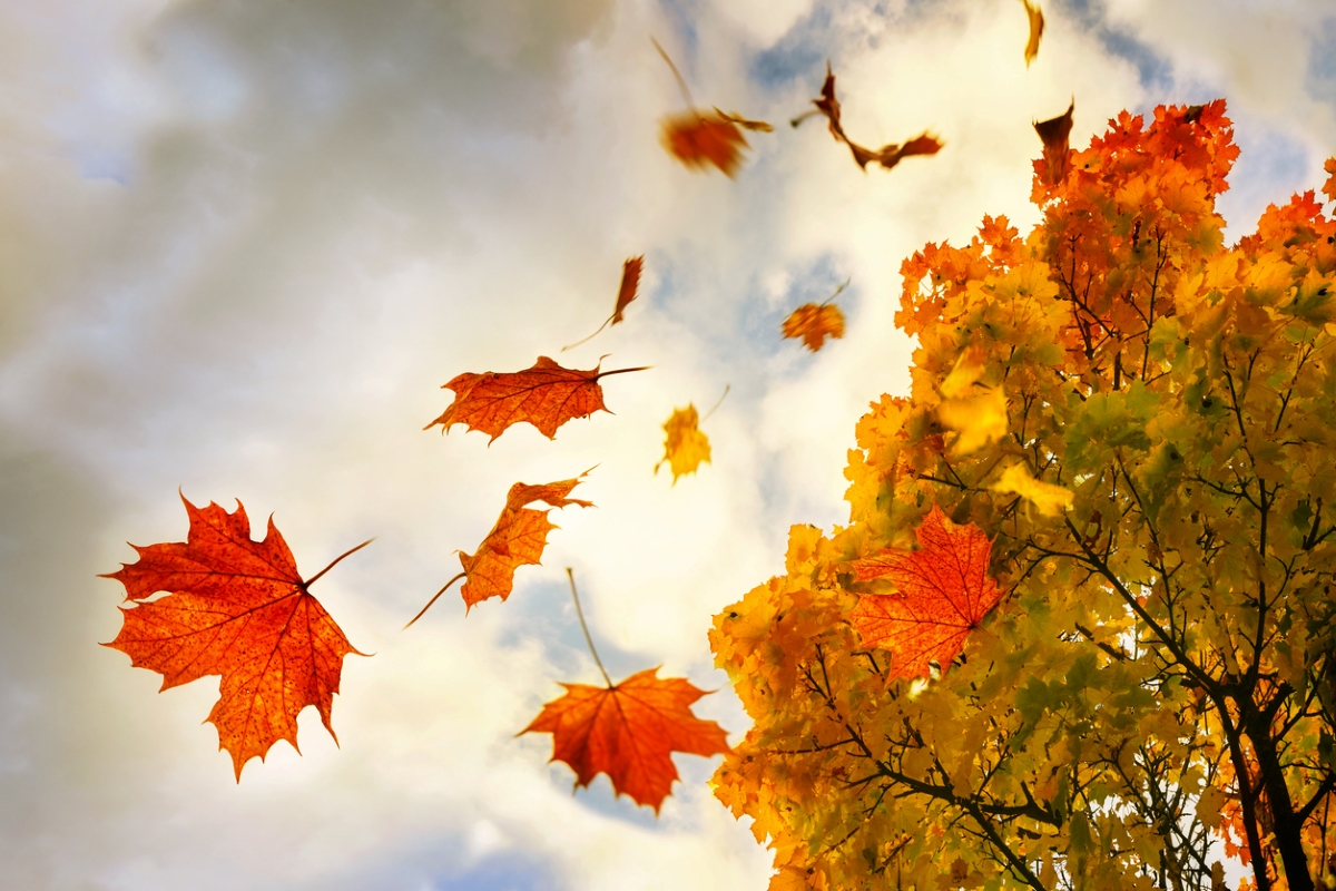 Feuilles tombant de l'arbre