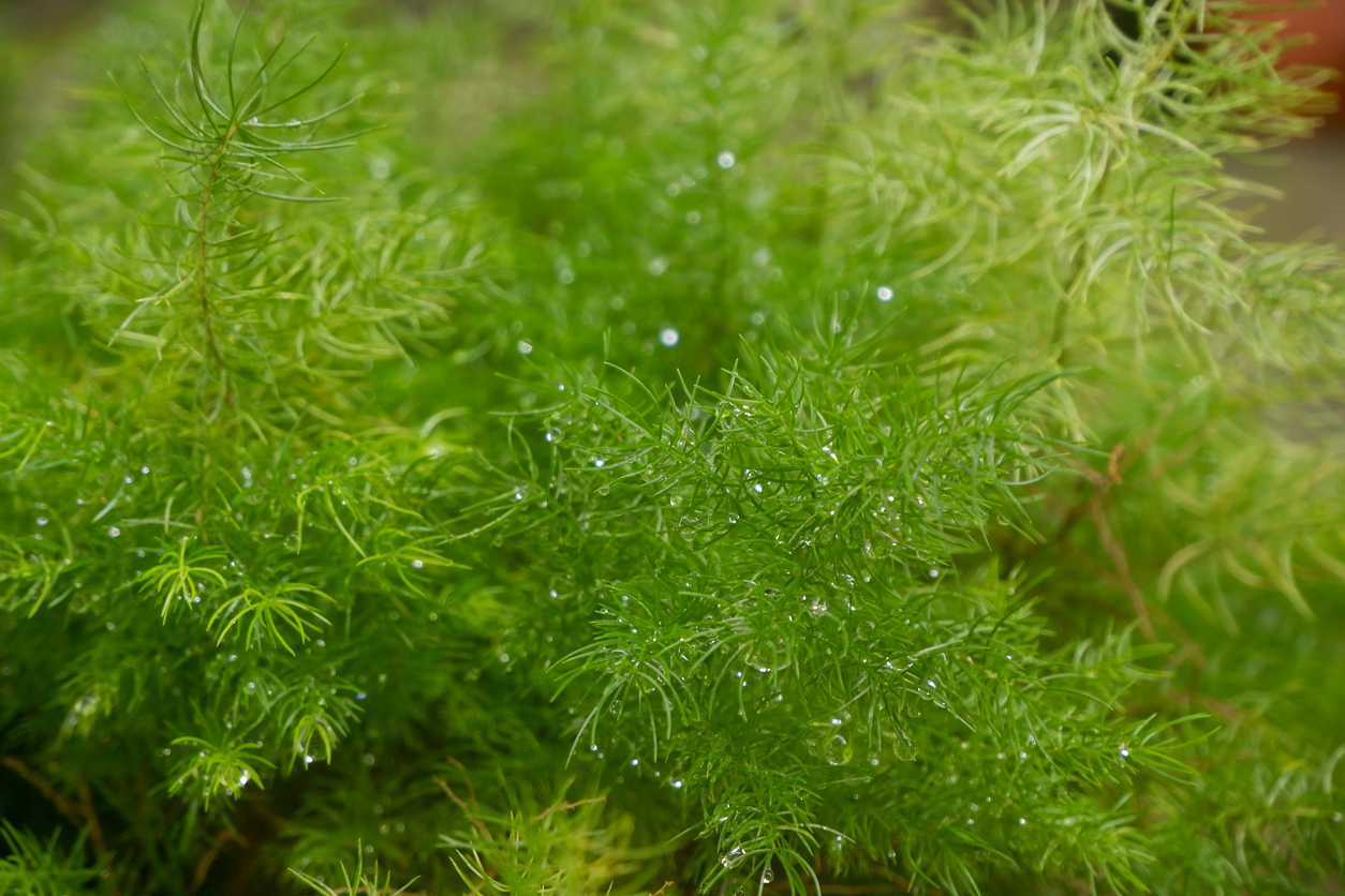 pond plants