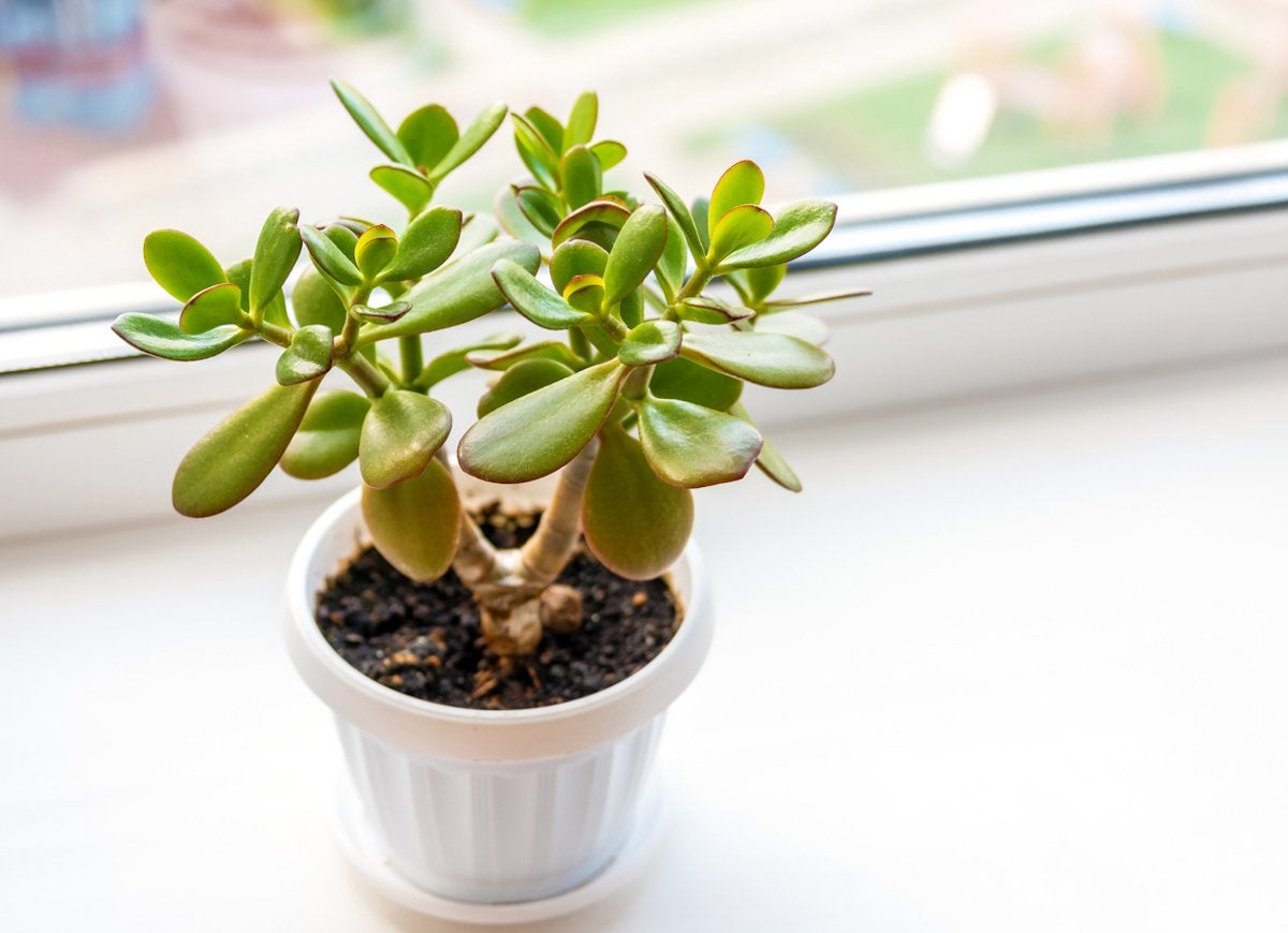 These Are the Most Popular Houseplants in America