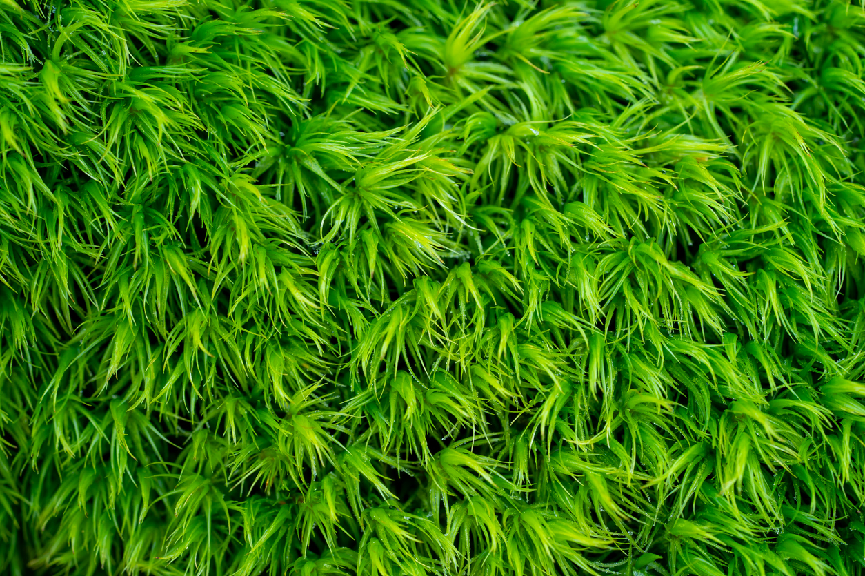 Gros plan sur une mousse verte avec des brins vert clair.