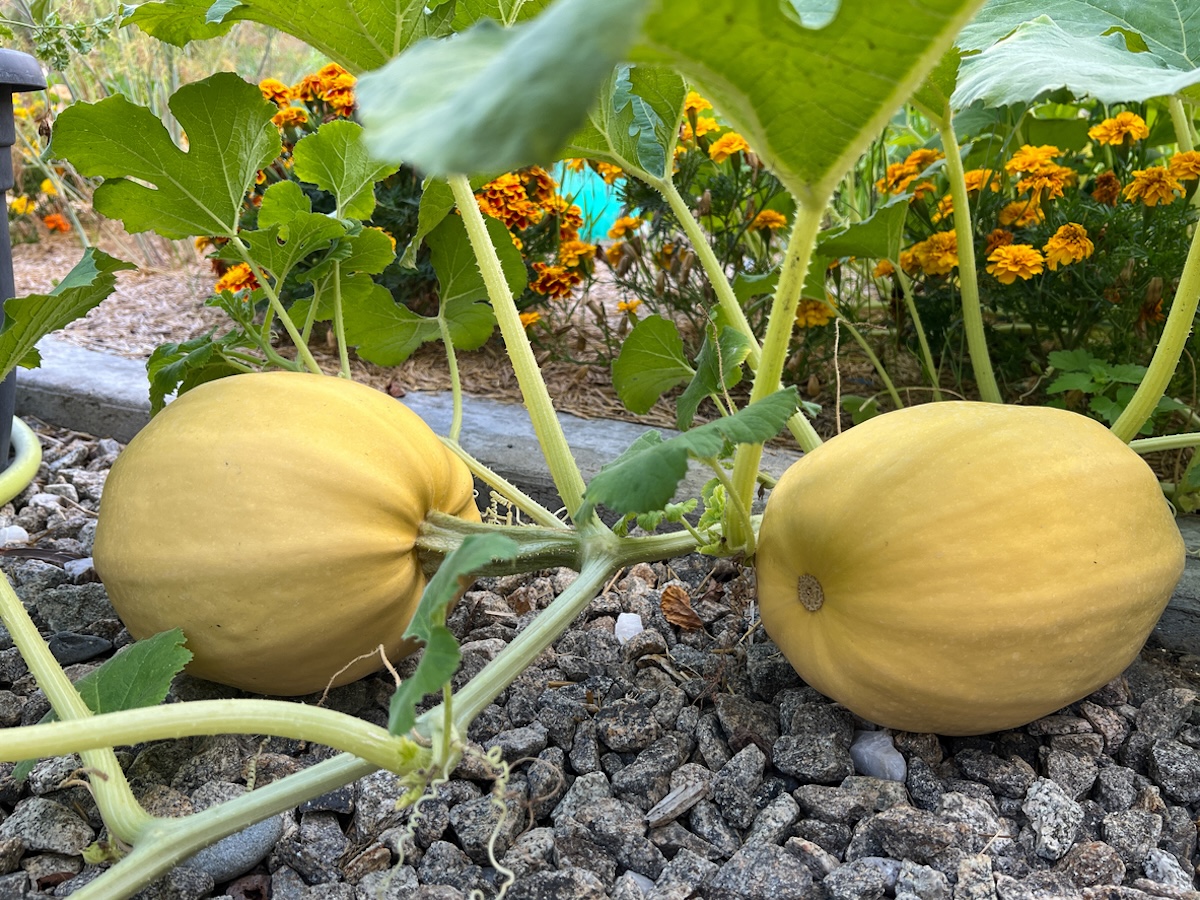 Spaghetti squash growing on a vine.