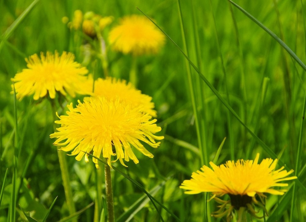 Keep, Don’t Kill: 9 Weeds to Welcome