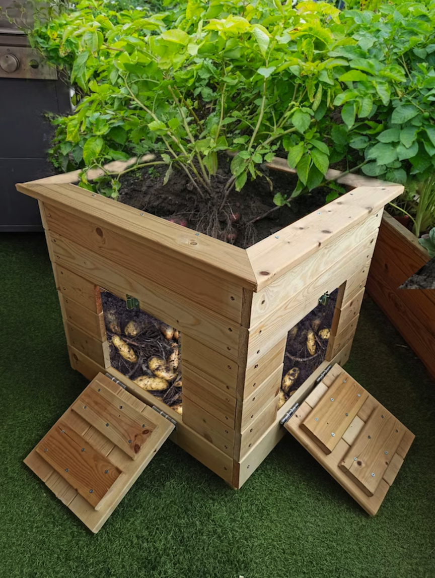 grande jardinière carrée en bois pour les plants de pommes de terre avec des fentes ouvertes exposant les racines des pommes de terre dans le sol