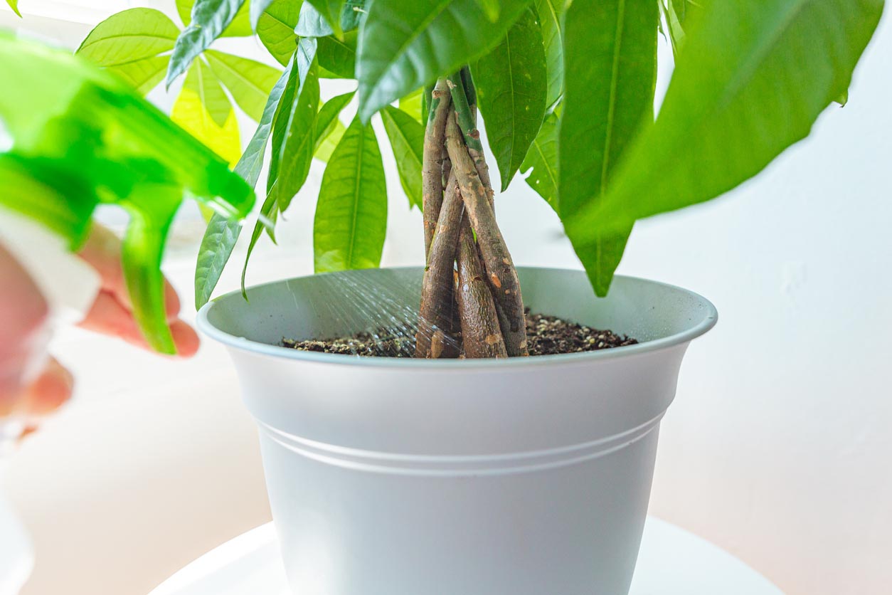 Entretien de l'arbre à argent