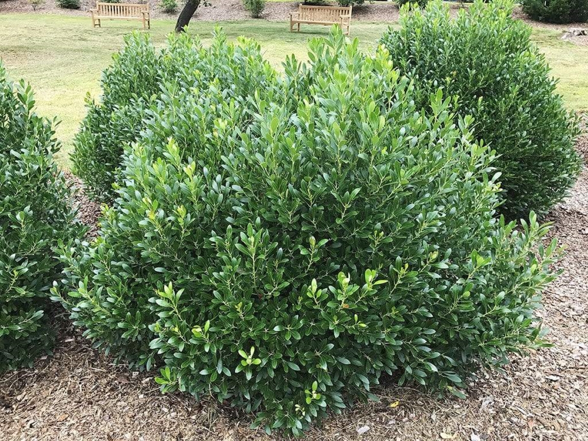 meilleurs arbustes pour le devant de la maison - buisson à feuilles persistantes Inkberry