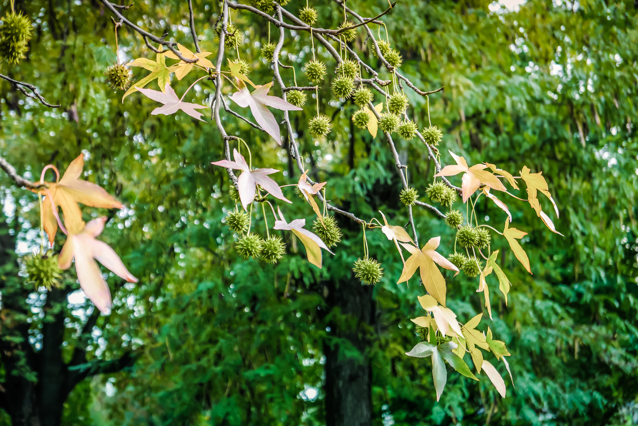 arbres d'ombrage à croissance rapide, feuilles et fleurs de liquidambar