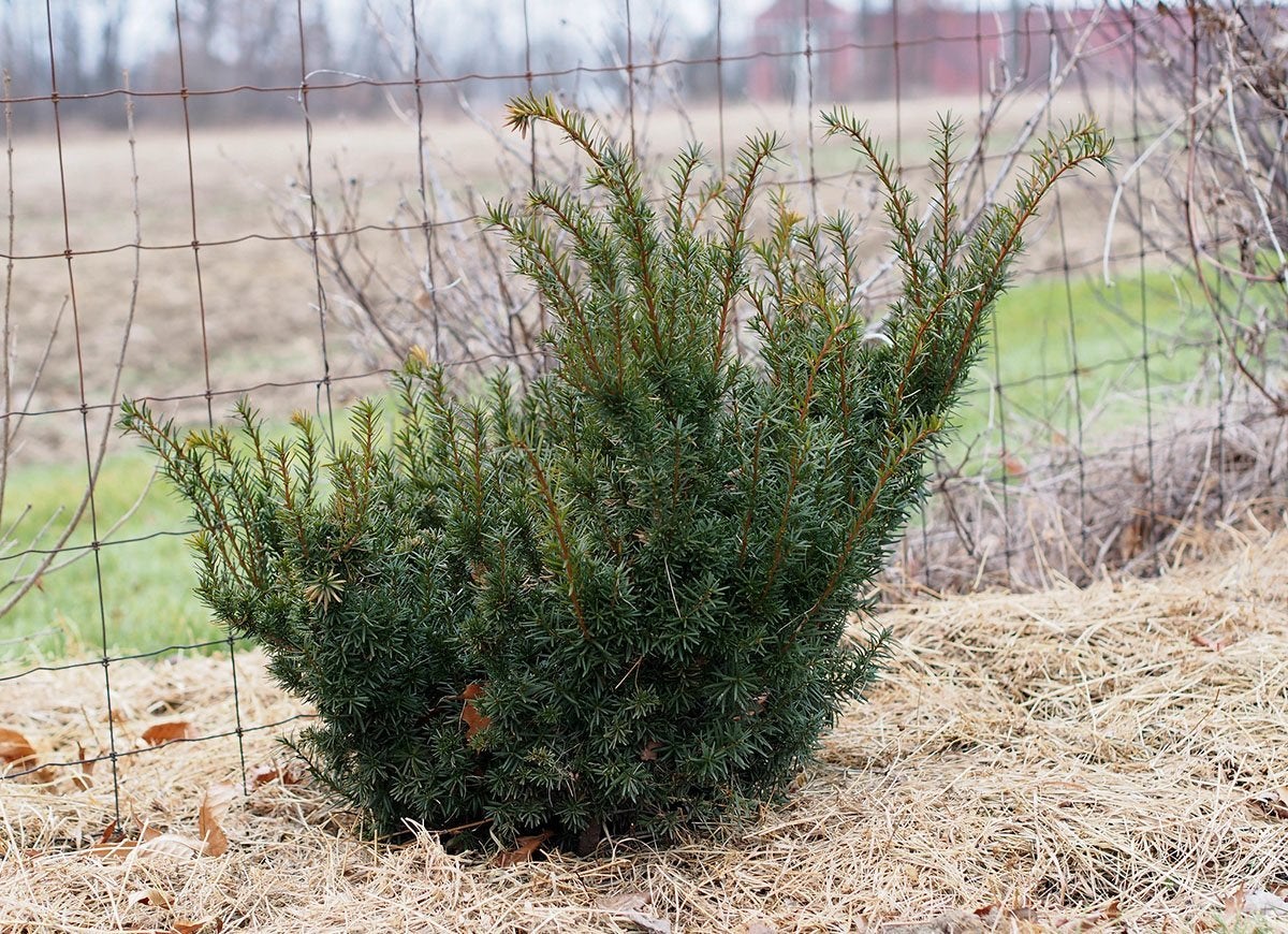 39 Plants You’ll Love If You Hate Fall Yard Work