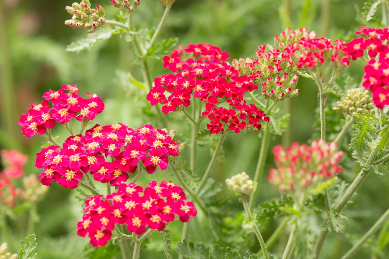 15 Plants That Attract Dragonflies