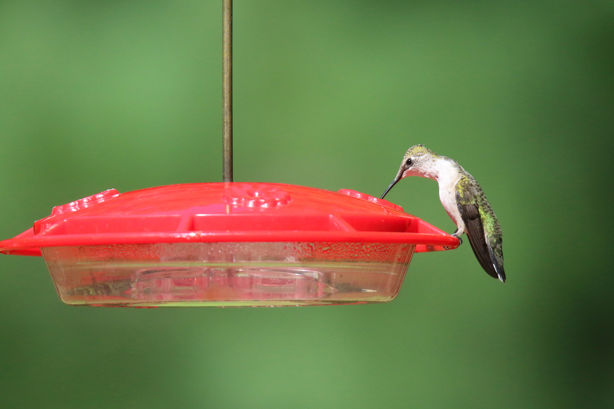 Best Places to Hang Bird Feeders