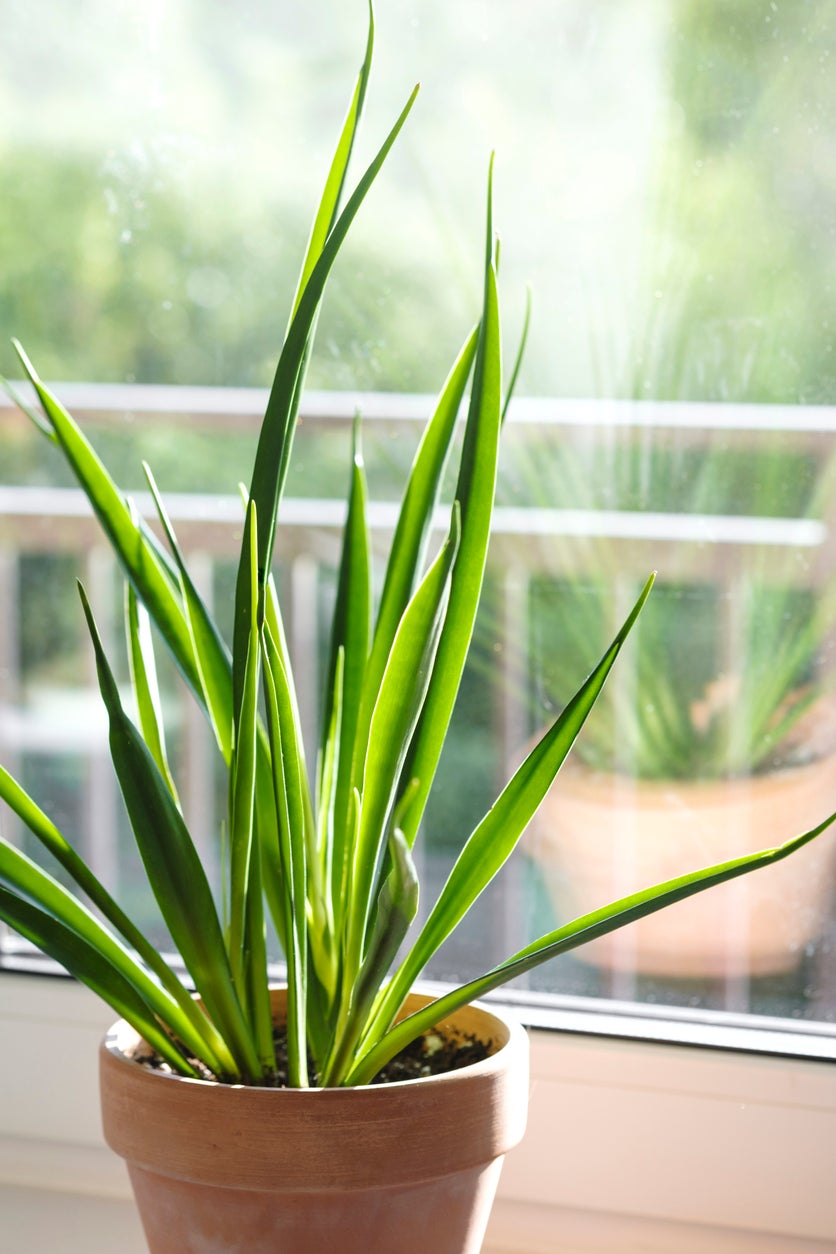 15 Snake Plant Varieties for Low-Maintenance Living Decor