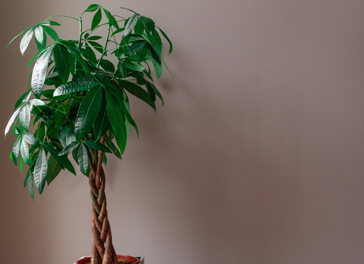 10 Trendy Houseplants That are Safe for Pets, According to Experts