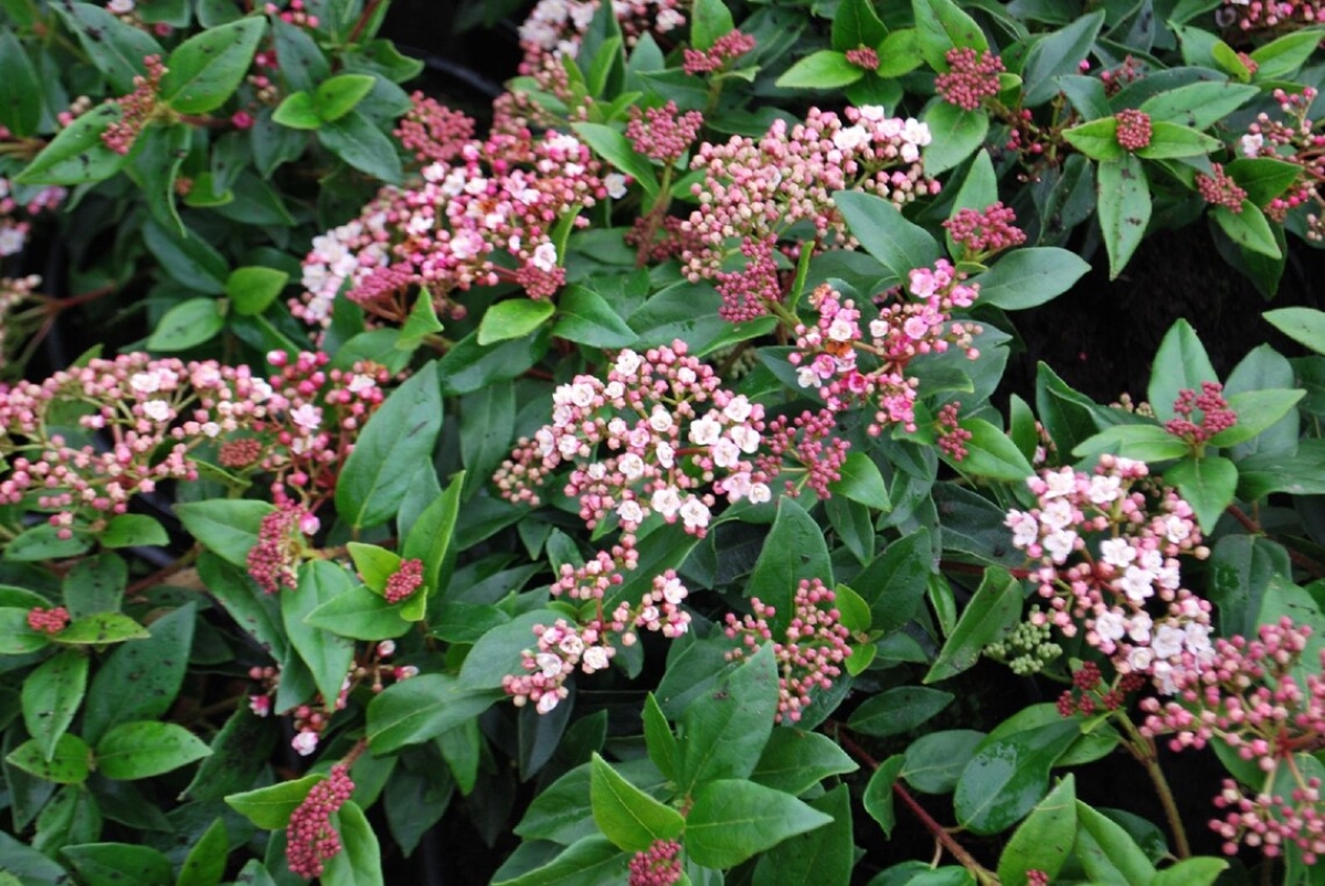 Laurustine bush with pink flowers