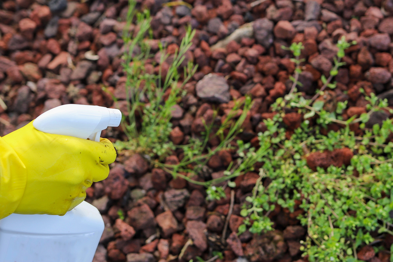 A gardener holding a bottle of weed killer spray in his hand