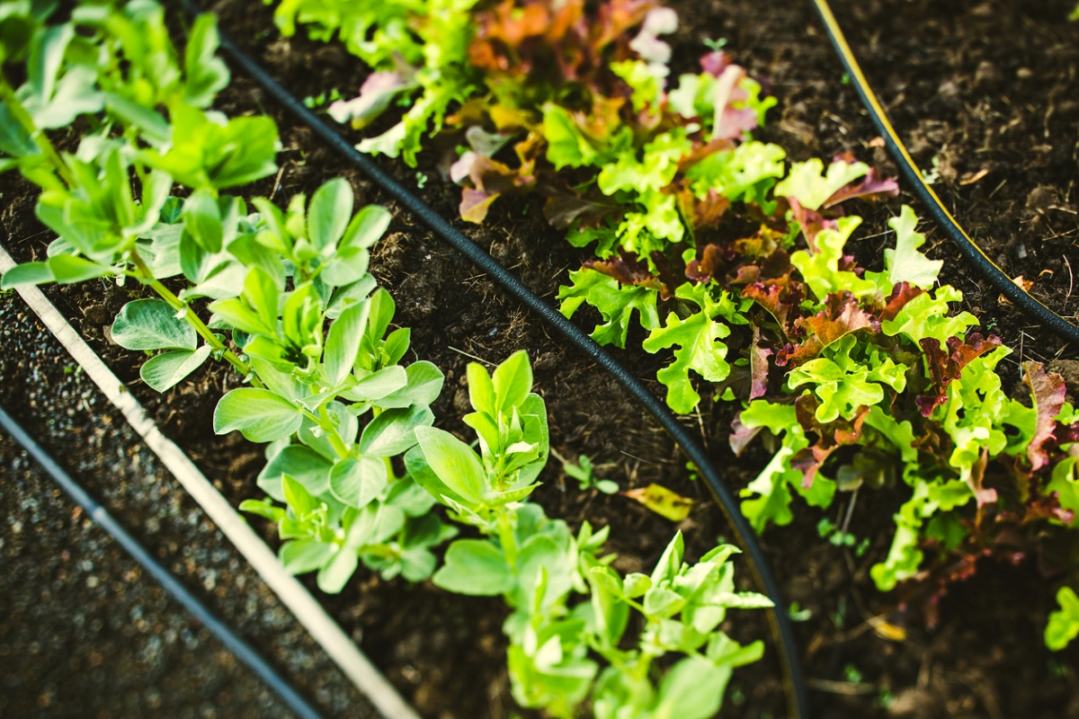 Plants in garden