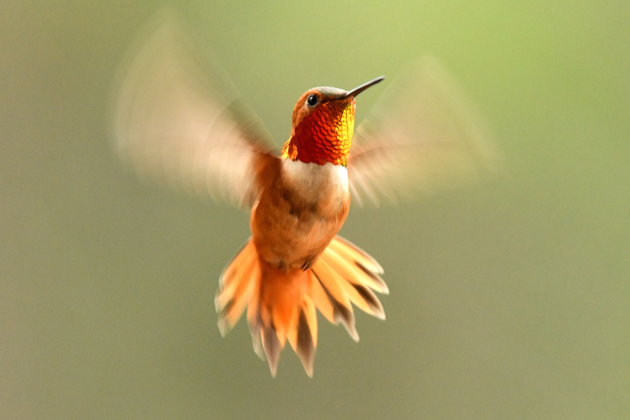 Hummingbird Facts