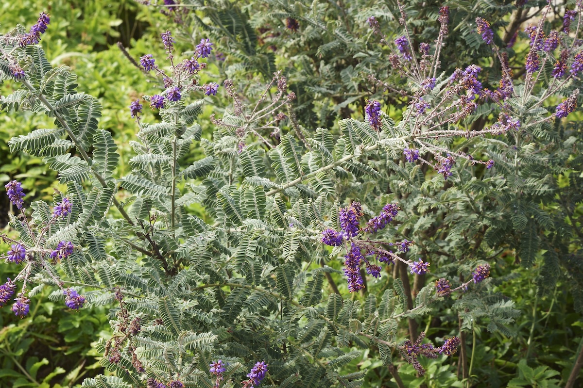 Leadplant (Amorpha canescens).