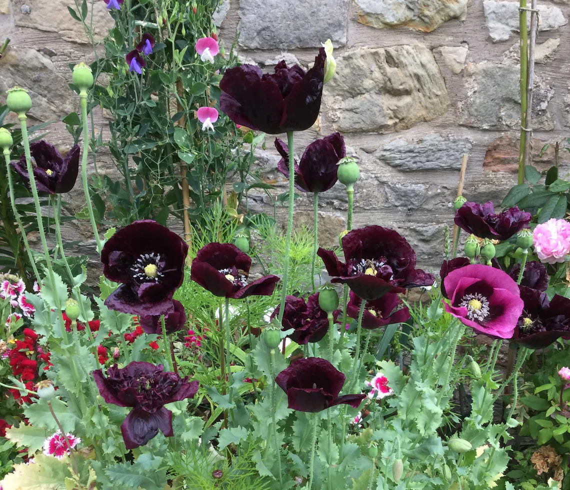 Un grand groupe de fleurs de pavot « Pivoine noire » pousse à côté d'autres couleurs de fleurs.