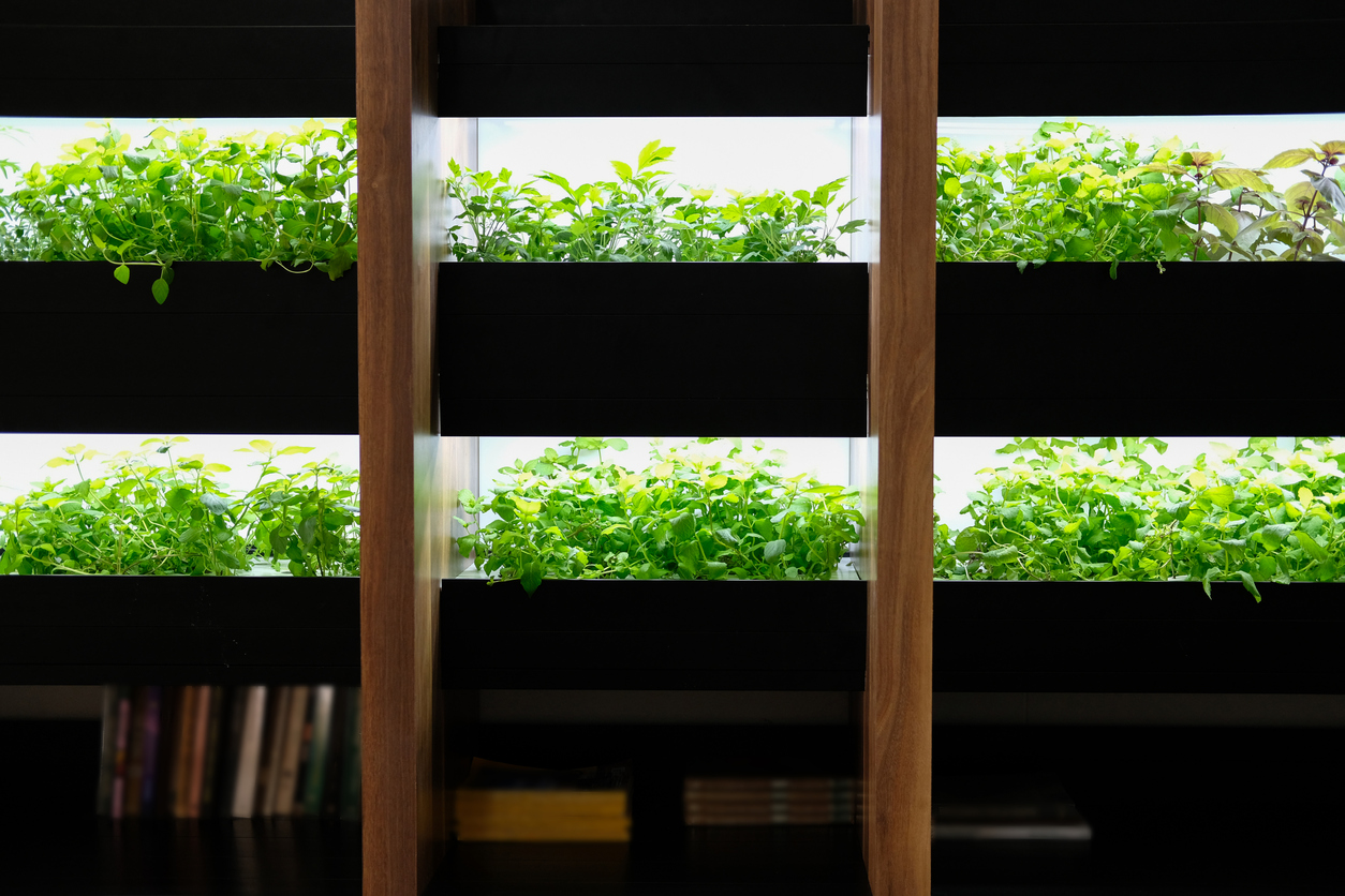 hydroponic vegetable growing on shelf with grow lights light indoors