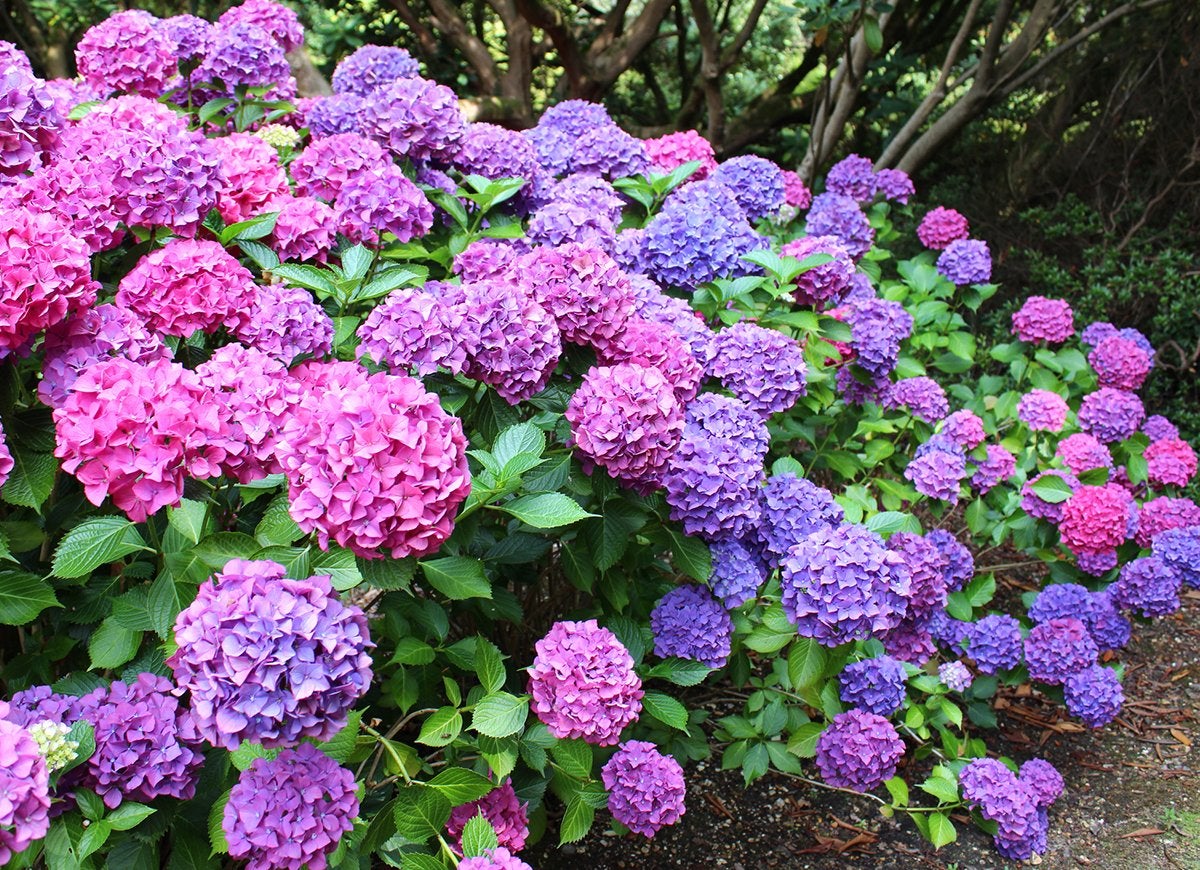 These 10 Flowering Plants Boast the Biggest Blooms