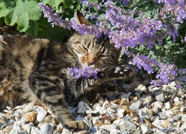 Catmint (Nepeta spp.)