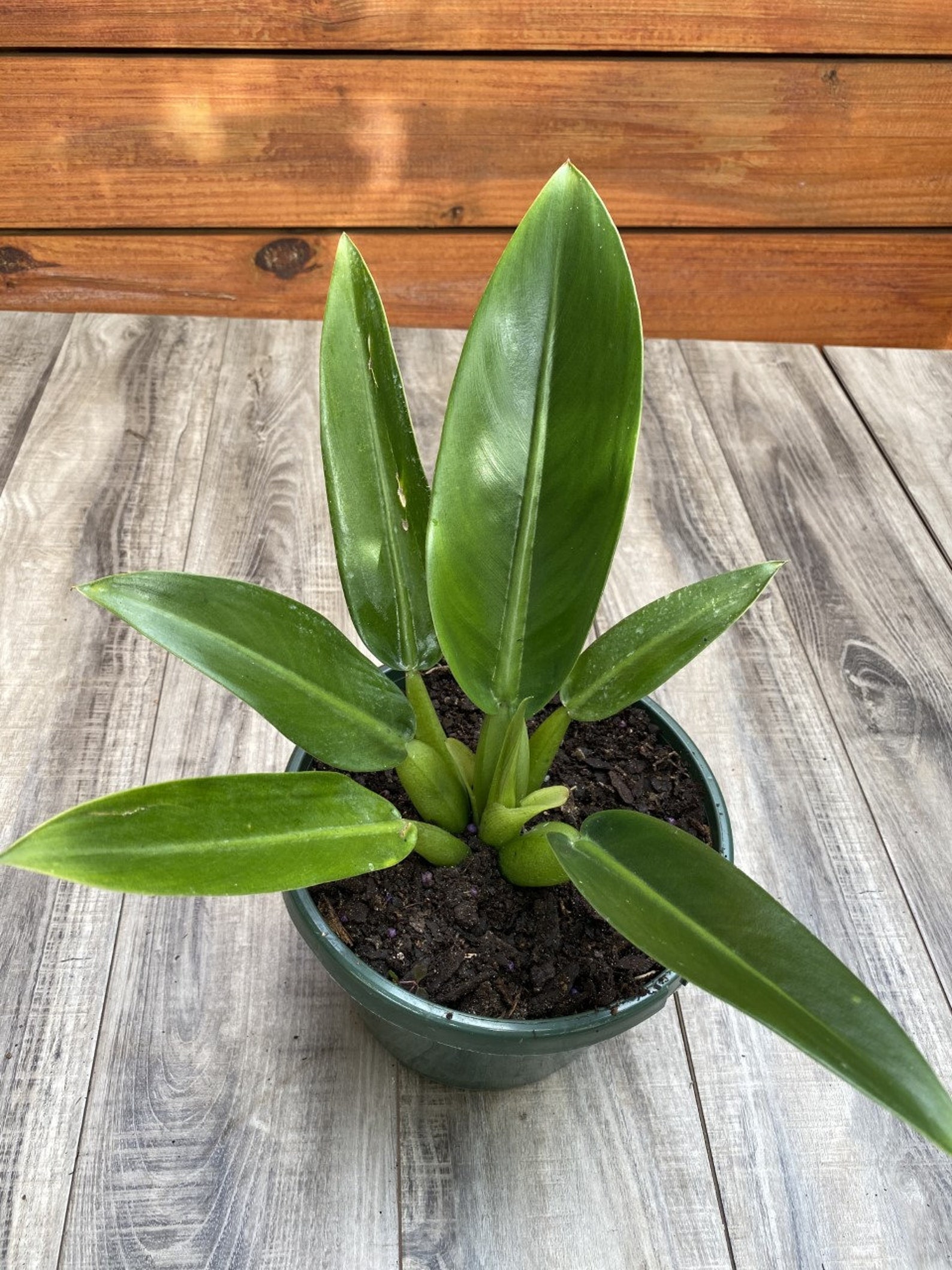 philodendron varieties