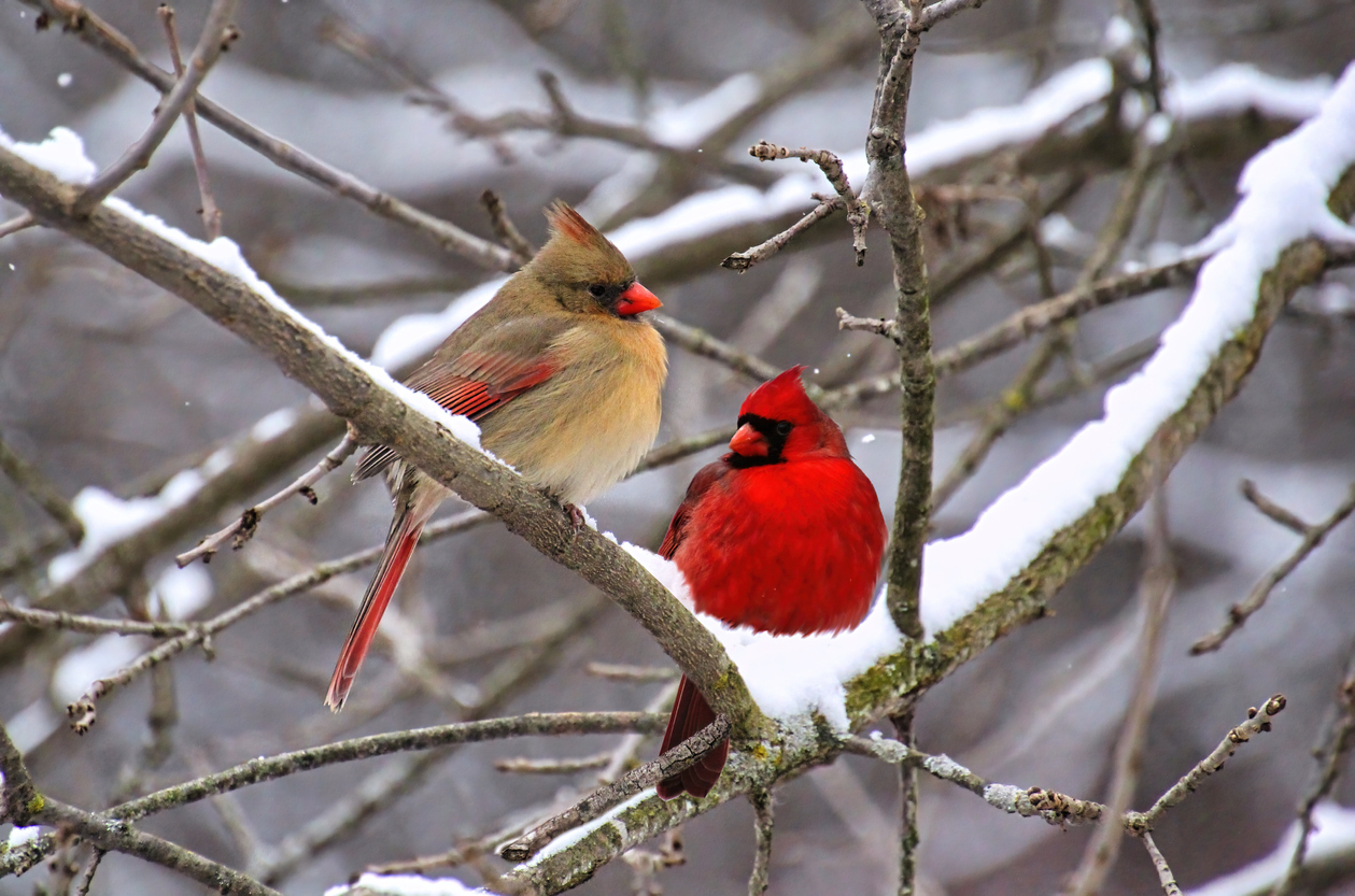 cardinaux faits cardinaux en hiver