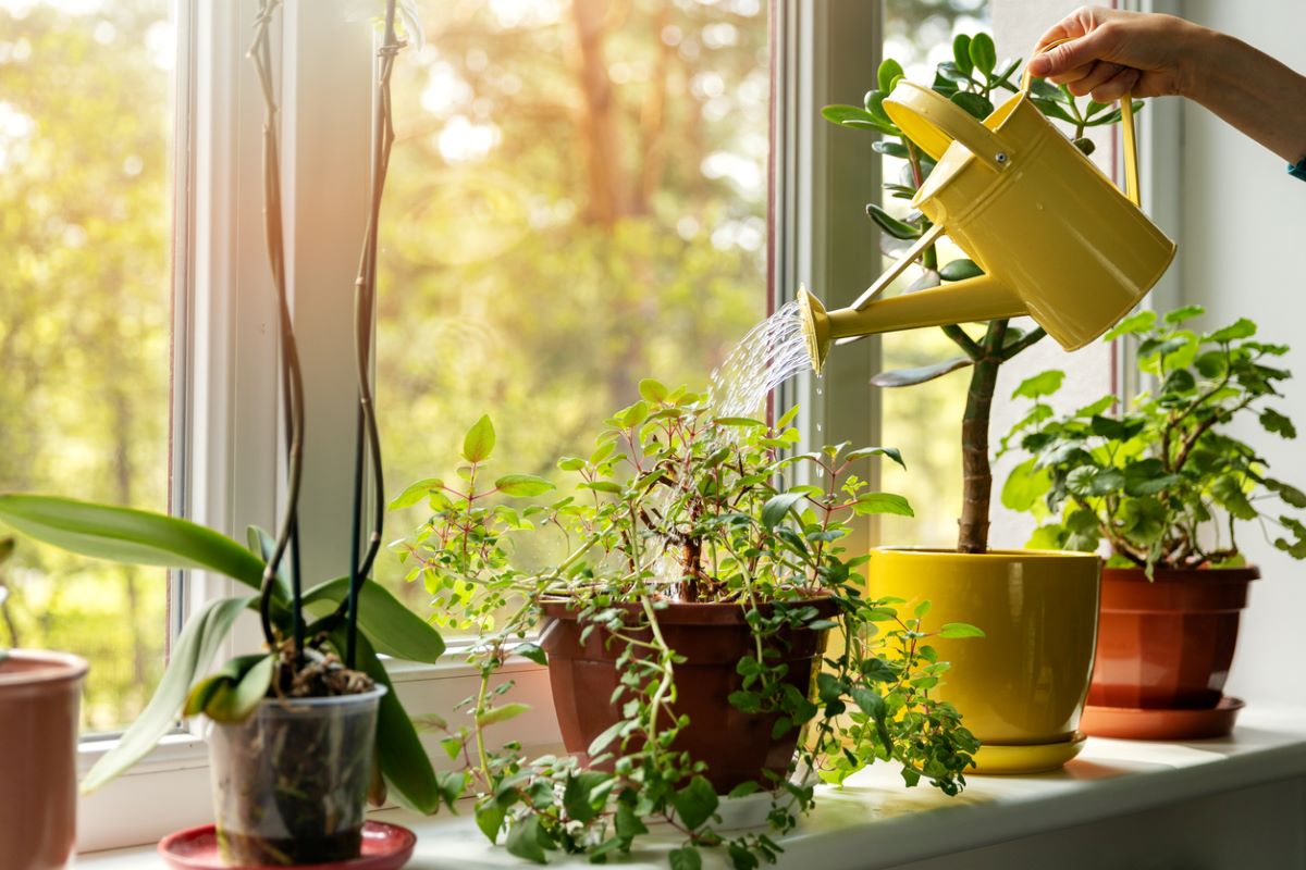 How to Help Your Houseplants Survive the Winter