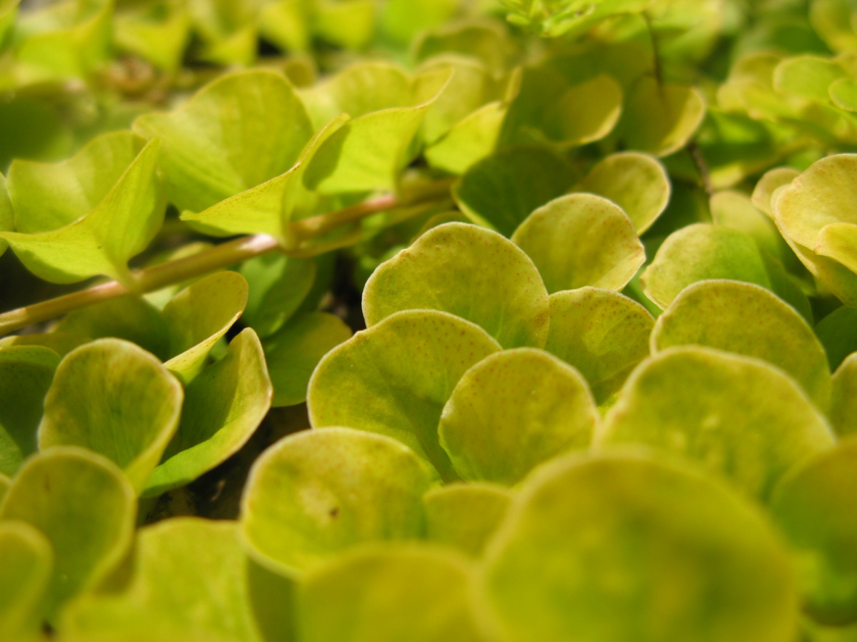 creeping jenny care - macro shot of yellow leaves