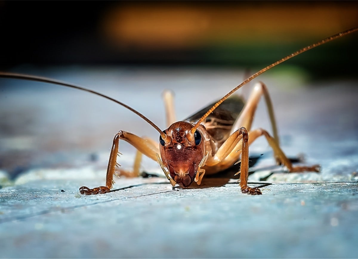 10 Pests That Might Be Living in Your Garage